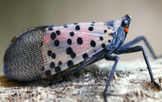 spotted lanternfly picture