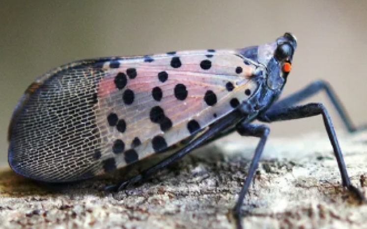 spotted lanternfly picture